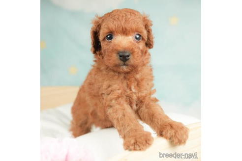 成約済の千葉県のトイプードル-210404